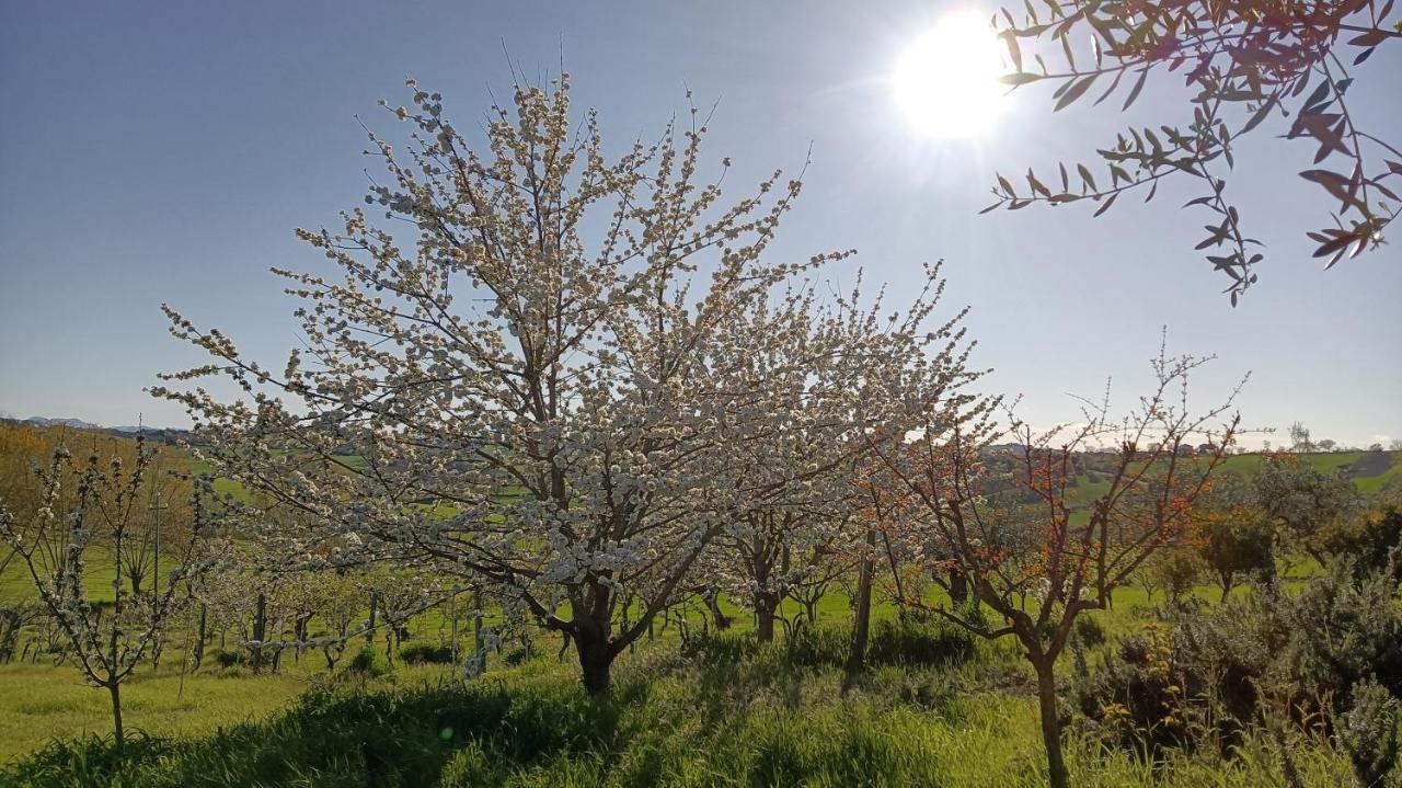 Agriturismo I Ciliegi Appartamento Ginestra Montignano Extérieur photo